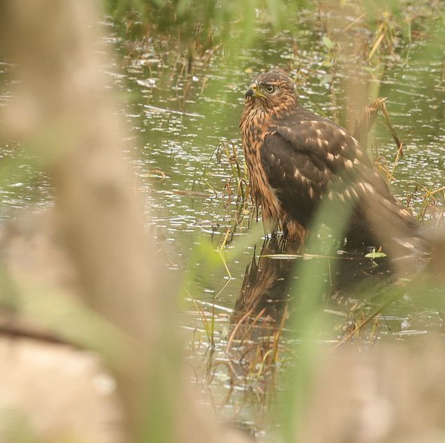 A juvenile Black Sparrowhawk cooling off in the shallow dam waters
